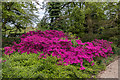 Azaleas, Forty Hall Park, Enfield