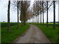 Avenue of Trees