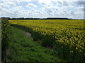 Oilseed rape crop off the B1339