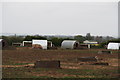 Pigs in a field opposite Snitterby Sandhayes