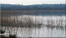 SO1326 : Reeds at the lakeside by Gordon Hatton