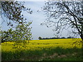 Oilseed rape near Chillenden