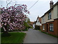 The green in Stodmarsh