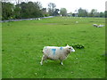 Sheep on Marke Wood Recreation Ground