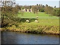 Sheep  on  the  bank  of  the  River  Ure