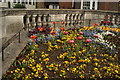 A marvellous display of roses, pansies and petunias on Mill Bridge #2