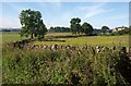 Fields at Staden