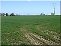 Crop field near Ashlea