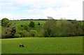 Field, Stoke Bliss