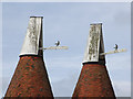 Cowls of Woodknowle Farm Oast