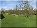 Daffodils and young trees