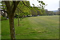 Trees on edge of recreation ground, Shanklin