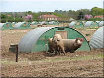 TF8401 : Free-range pigs by Water End Farm by Evelyn Simak