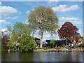 Trees beside the Thames