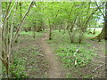 TQ4550 : Path through a woodland shaw by Marathon
