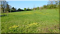 Cowslips and buttercups