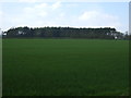 Crop field towards Hilltop Plantations