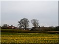 Sandhole Farm and rape seed crop