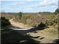 Sandy track on Hankley Common