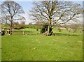 Fields  near  Nether  Timble