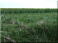 Oilseed rape crop, Whinny Hill