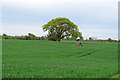 Tree in arable field, near Bobwrights Farm, Stoke by Nayland