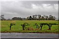 Remnant hedge by the roadside at Middle Kerse