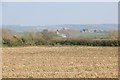 Maize stubble