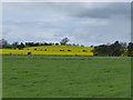 NZ1680 : Grass and oil seed rape fields by Russel Wills