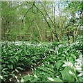 Wild garlic on footpath to Woodknowle Farm