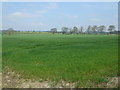 Crop field off National cycle route 10