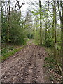 Track through Newfoundwell Coppice