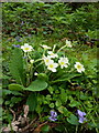 Wildflowers in the Mor Brook valley