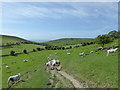 Sheep farming at Worth Matravers and footpath to Winspit