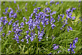 Bluebells, Copped Hall, Essex