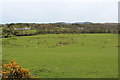 Farmland with Sheep next to the Fleet