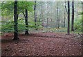 Looking into Embley Wood