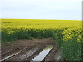 Oilseed rape crop near Broomdykes