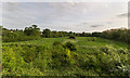 Meadow by the River Pinn