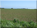 NU2324 : Crop field near Newton Hall by JThomas