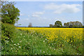 Oilseed Rape field near Upton