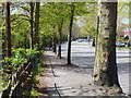 Trees along the A50 Groby Road