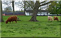 Highland cattle at Wanlip