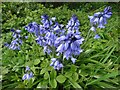 Bluebells by Westwood Bridge