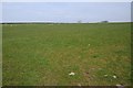 Sheep grazing near Goutisland