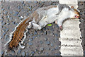 J4078 : Dead squirrel, Holywood (May 2015) by Albert Bridge