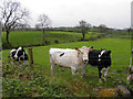 H3060 : Cattle, Tummery by Kenneth  Allen