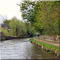 Heron on the Peak Forest Canal