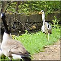 Heron facing off a Canada Goose