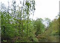 Trees by the Peak Forest Canal